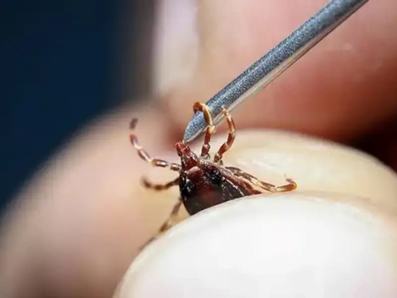 Yaz Aylarında Kene Tehdidi: Sağlık Bakanlığı'ndan Ciddi Uyarılar