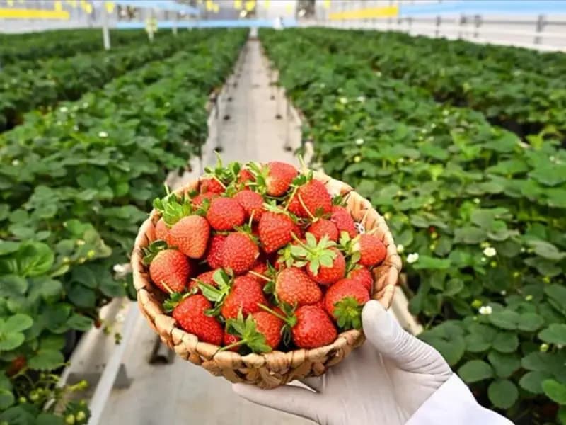 Gaziantep’te Çöpten Elektrik Üreten Tesis, Çilek Serasını Isıtıyor