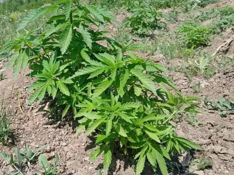 Bingöl'de Çiftlikte Kenevir ve Kaçak Tütün Operasyonu: Detaylar Açıklandı