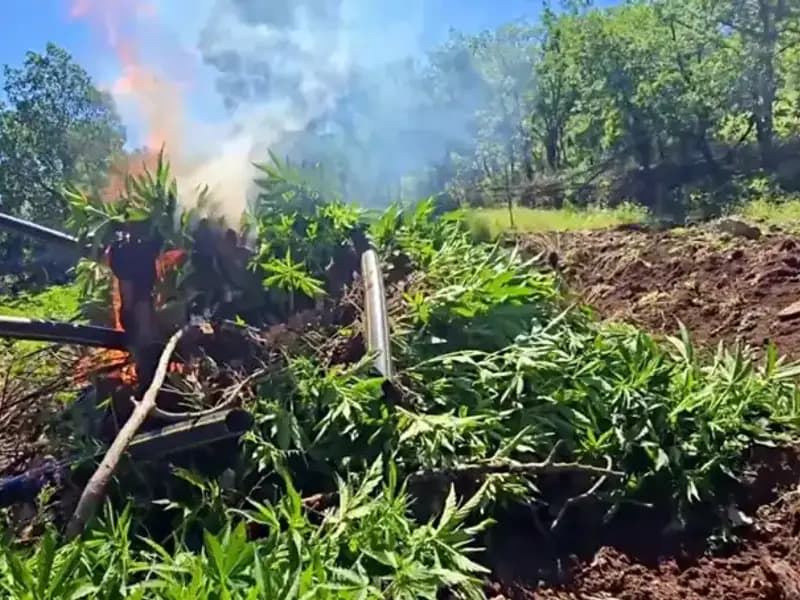 Diyarbakır'da Tarihi Kenevir Operasyonu: 7,5 Milyon Kök Ele Geçirildi