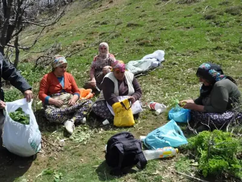 Ailelerin Geçim Kaynağı: Yürüyerek Topladıkları Mantardan Yüzde 250 Kazanıyorlar