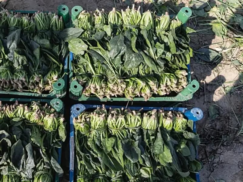 Demir Deposu Ispanak Hasadı Menemen’de Başladı: Çiftçiler Bereketli Sezondan Umutlu