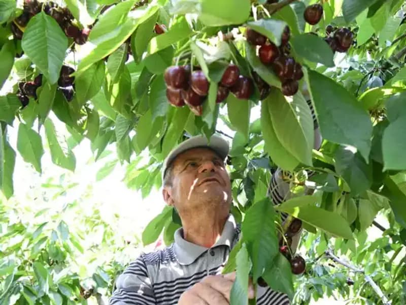 Lapseki Devrinin Gizemi: Çay Bardağına Sığmayan Devasa Değişim