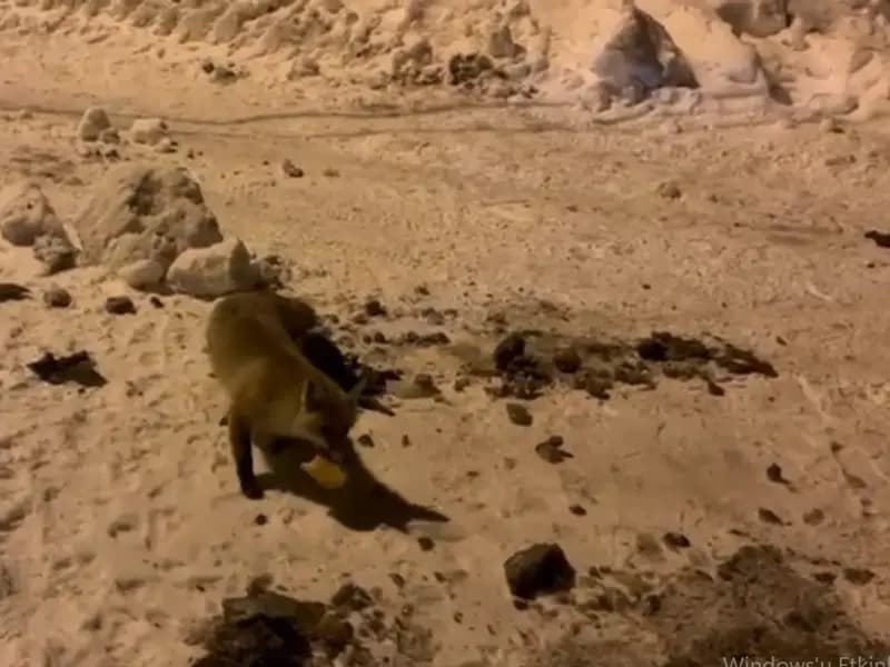 Çataldere Köyü'nde Aç Kalan Tilkiye Yardım Eli Uzandı