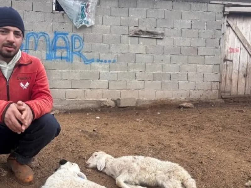 Erzincan'da Kuzular Aniden Telef Oluyor: Besiciler Endişeli