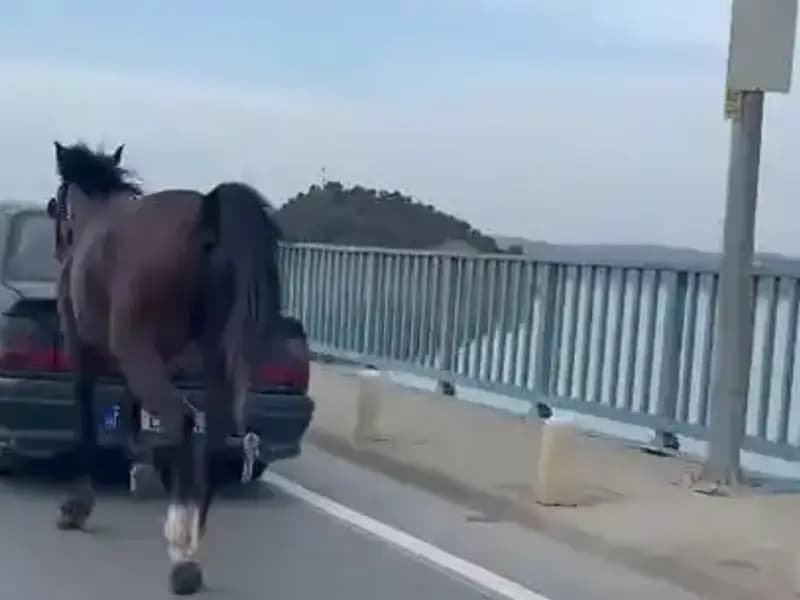 Adana’da Bir Ata Eziyet Eden Kişi Tutuklandı: Hayvan Hakları Tartışması Alevlendi