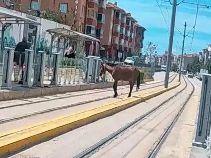 Eskişehir Tramvay Raylarında Başka Bir Manzara: Başıboş At Şaşkınlığı