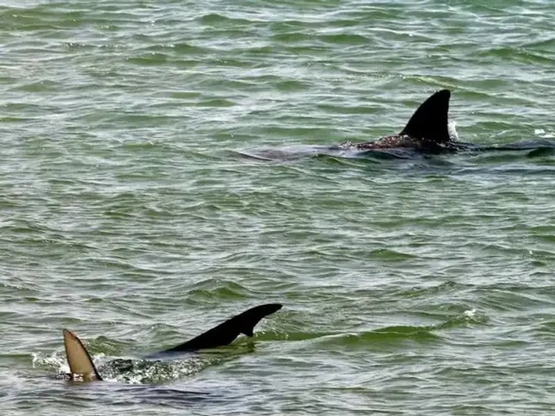 Köpekbalığı Saldırıları Artarken: Sosyal Medya ve Ünlülerin Rolü Nedir?