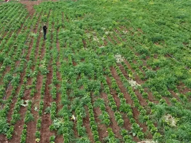 Kuraklık Marul Hasadını Tehdit Ediyor: Üreticiler Endişeli