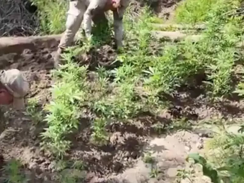 Diyarbakır'da Tarihi Kenevir Operasyonu: 12 Milyon Kök Ele Geçirildi!