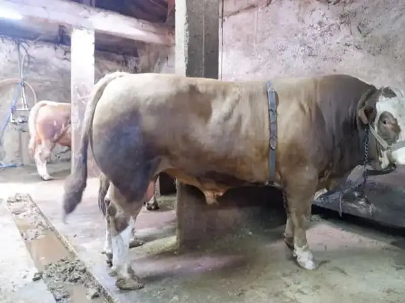 1 Ton 200 Kilo Eşsiz Ürün, Alıcısını Şaşırtan Fiyatla Satıldı!