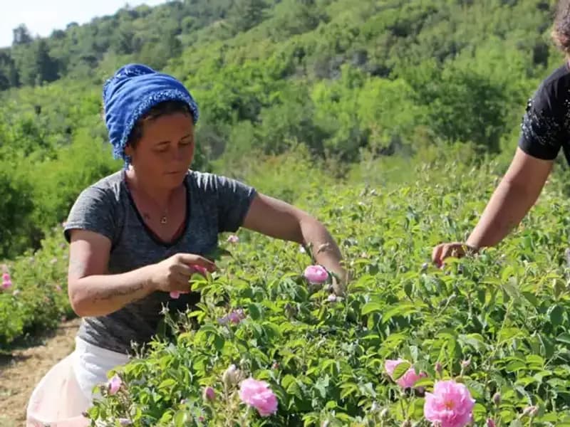 Zirai Don, Gözbebeği Güllere Vurdu: Verim Olumsuz Etkilendi