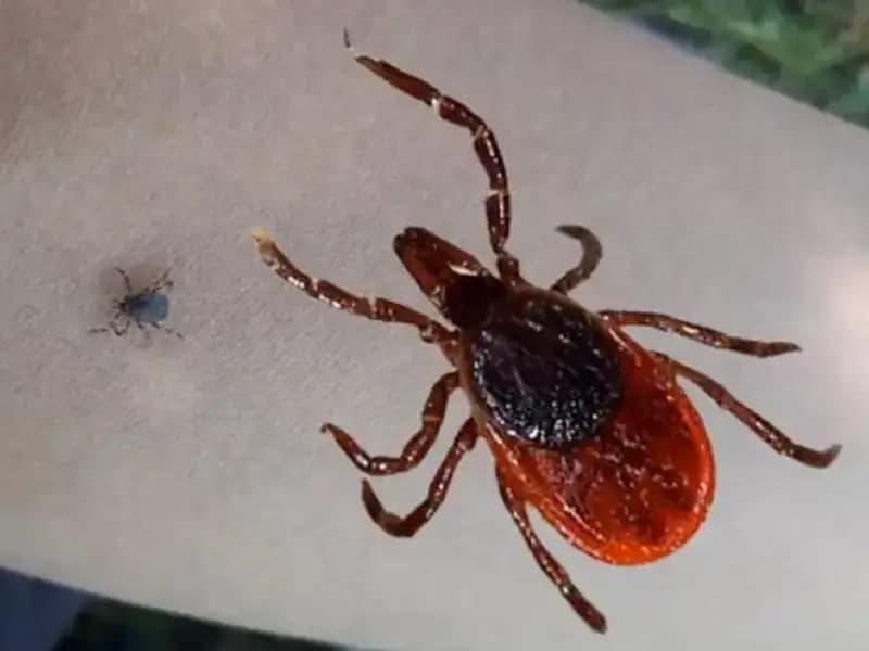 Kene Kabusu: Sağlık Kuruluşunda Hayatını Kaybeden Genç Doktorun İnanılmaz Hikayesi