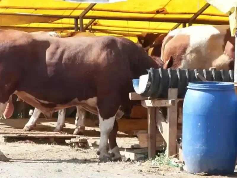 Kurban Pazarlarında Fırtına Gibi Hareketlilik: Hangi Hayvanlar Ön Planda?