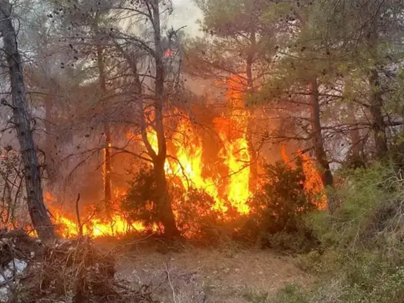 Ormana Kasten Ateş Veren Kardeşler Rekor Ceza ile Yargılandı