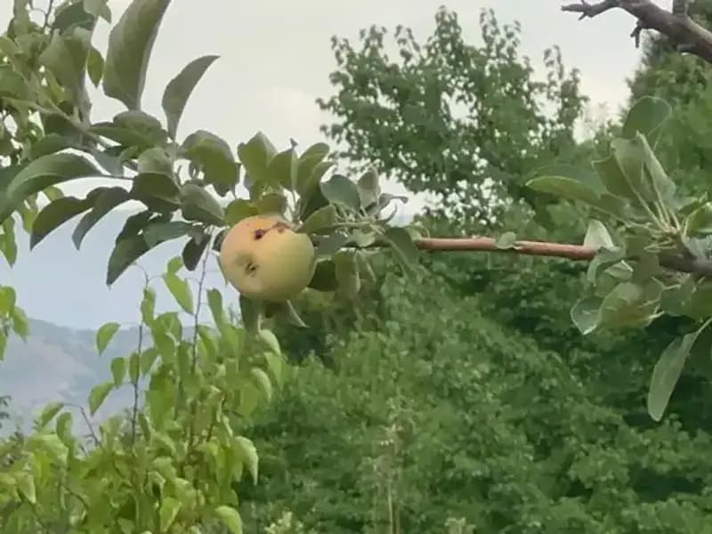 Yüzyılın Dondurucu Kışında Sadece Bir Elma Yetişti, Ama Çürük Çıktı