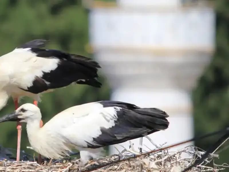 Leylek Köyü: Yaren Leyleği Kıskandıracak 8 Kat Fazla Uyu Yuva Var!
