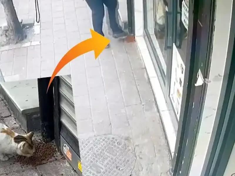 Kedilerin Mama Dağıttığı Anlar, Sosyal Medyayı Salladı!