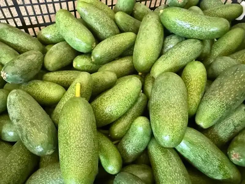 Antalya'nın Dünyaca Ünlü Yetiştiriciliği: Rekolte Beklentisi Yükseliyor