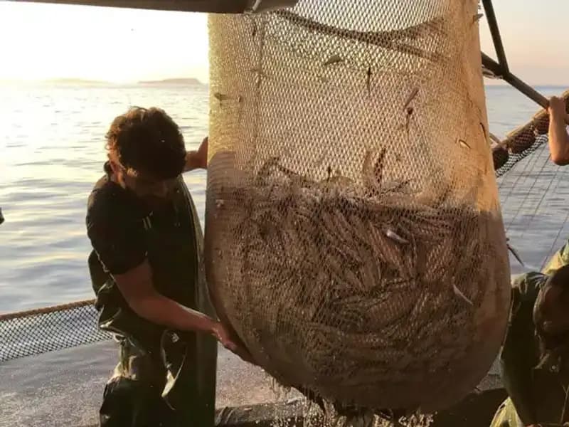 Balıkçılar Neden Paydos Etti? İhlal Edenlere Kesilen Cezalar Tartışma Yarattı!