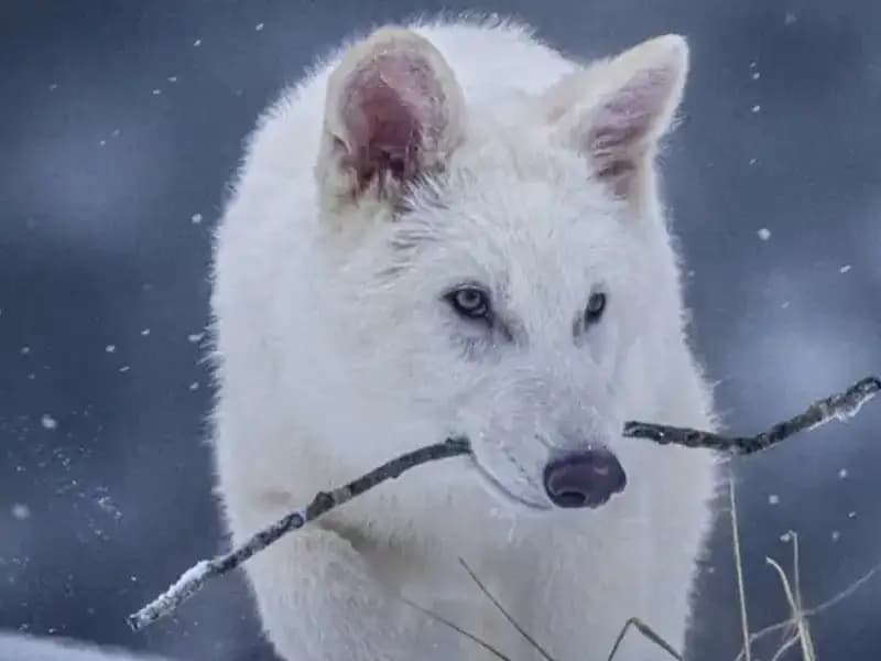 Ulukurtlar, 10 Bin Yıl Sonra Bilimle Yeniden Hayata Dönüyor!