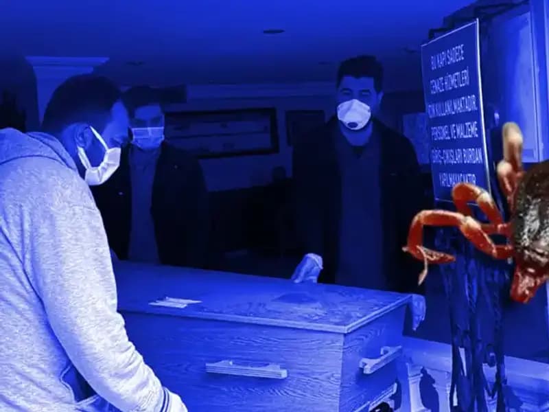 İstanbul’daki Keneler Zararsız! Sağlık Riski Taşımadığı Kanıtlandı