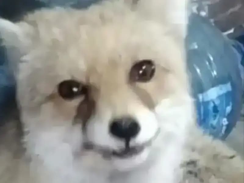 Bahçesine Giren Tilkilere Duyduğu Merhametle Besleme Hikayesi