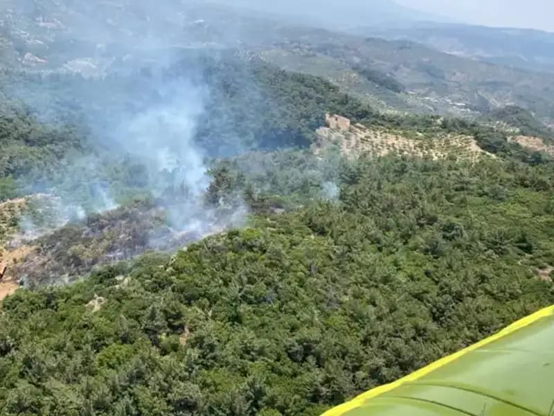 Aydın'da Orman Yangını: Yangınla Mücadelede Son Gelişmeler ve Etkileri