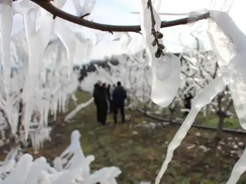 Ağaçları Korumak İçin Dondurmuştu: Tomurcukların Yüzde 80’i Çiçek Açtı