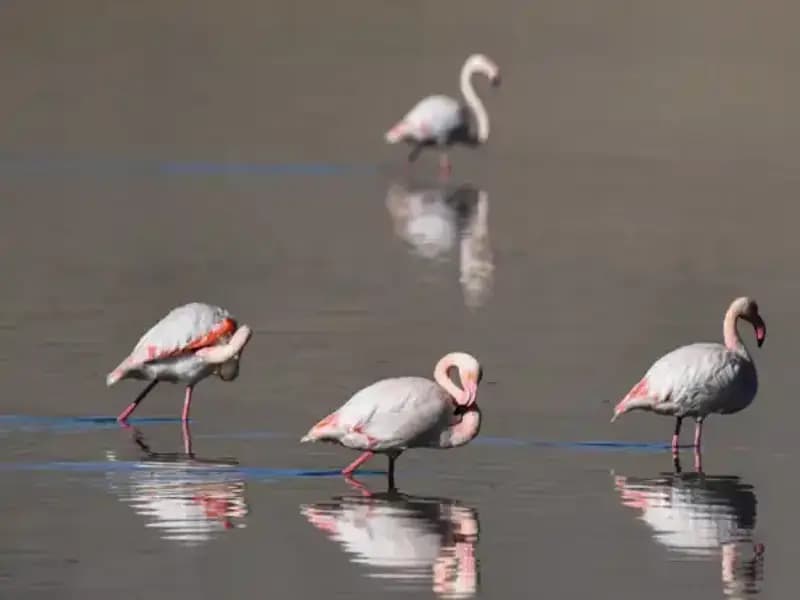 Kuş Cenneti Kuraklıktan Etkilendi: Flamingo Popülasyonu Düşüşte!