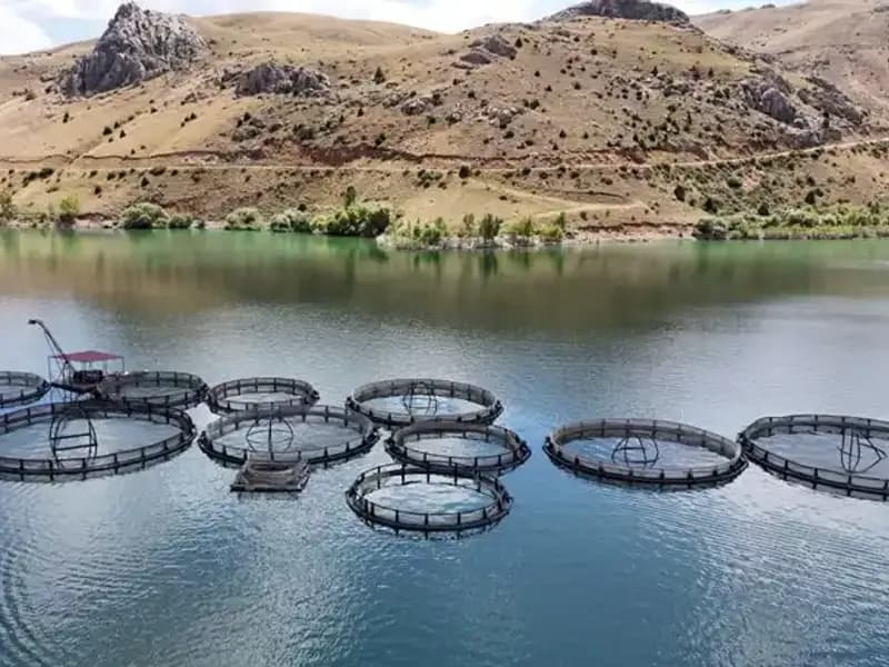 Deniz Olmadan Balıkçılıkta Başarı: 5 Bin Ton Hedefi