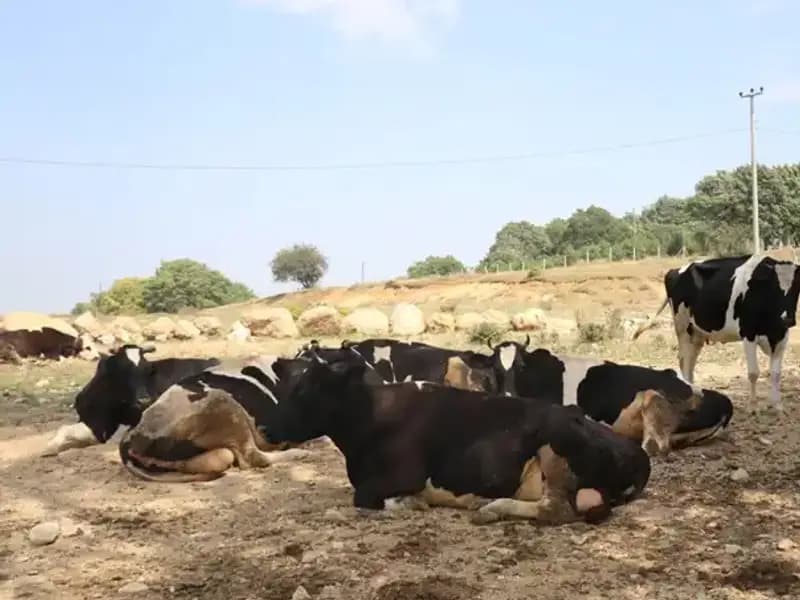 Şap Hastalığı Alarmı: 22 Köyde Giriş Çıkış Kısıtlaması Getirildi