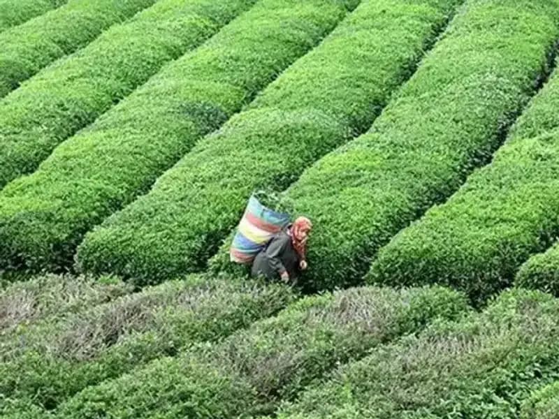 ÇAYKUR, Bayram Coşkusunu Yaş Çay Alımlarıyla Kutlayacak