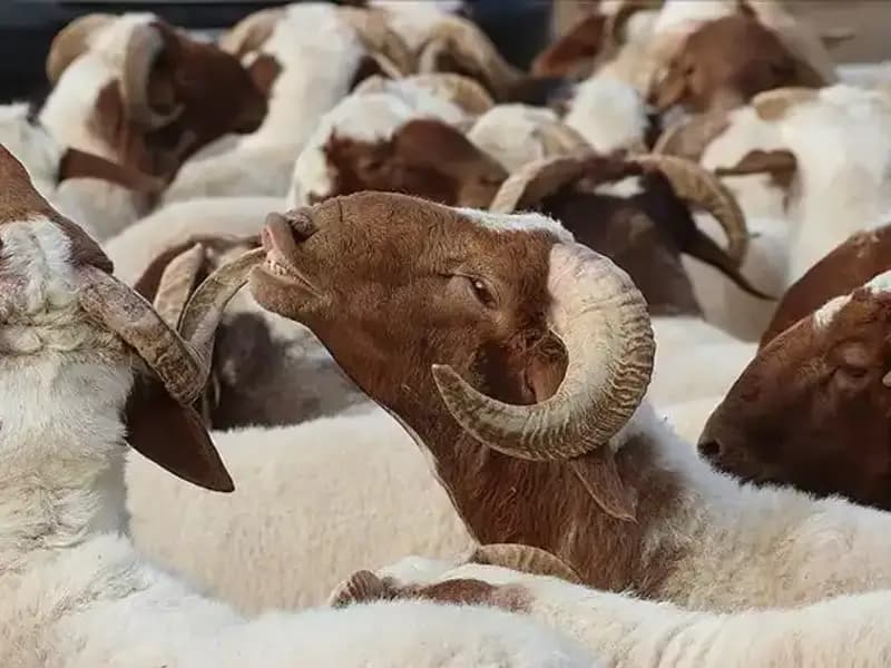 Akika Kurbanı Hakkında Bilinmesi Gereken Her Şey