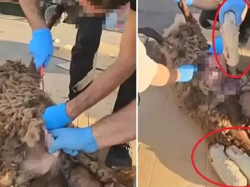 Zehir Tacirlerinin Son Yüzsüz Oyunu: Ölü Koyunun Karnında Ne Vardı?