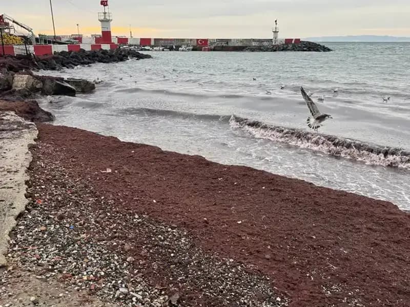 Tekirdağ'ın Sahilleri Neden Kıpkırmızı Oldu? Gizemli Olayın Perdesi Aralandı!