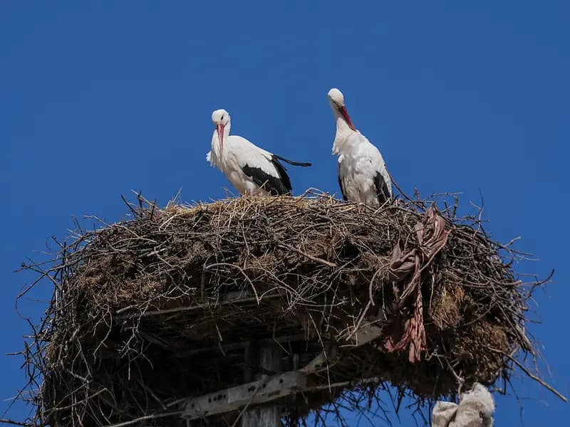 Yaren Leylek, Eşi Nazlı ile Yeniden Bir Araya Geldi