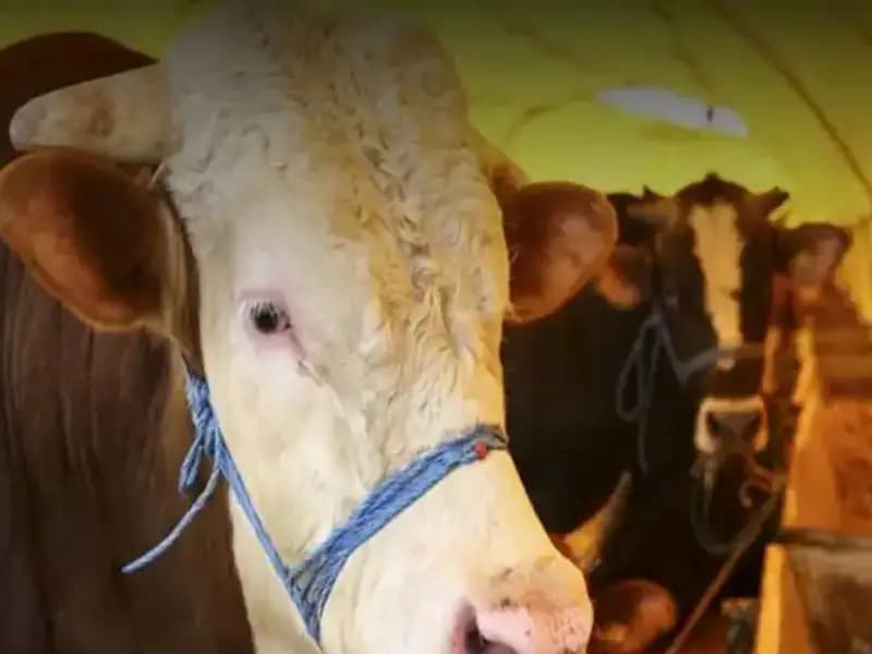 Akika Kurbanı: Anlamı, Kesim Zamanı ve Gelenekleri