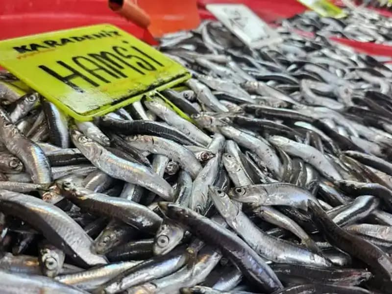 Hamsi, Sardalya ve Levrek: Balık Tezgahlarında Bereket Dönemi Başladı!