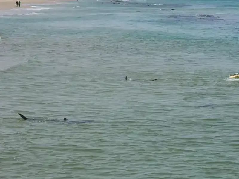 İsrail'de Yaşanan Köpek Balığı Saldırısı, Kayıp Yüzücü İşin İçinde