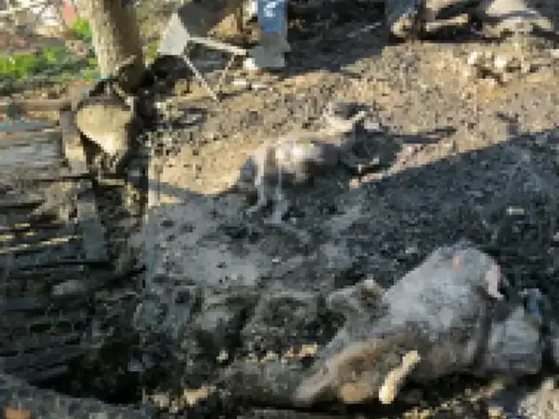 Ağılda Patlayan Yangın: 11 Hayvana Kısa Sürede Son!