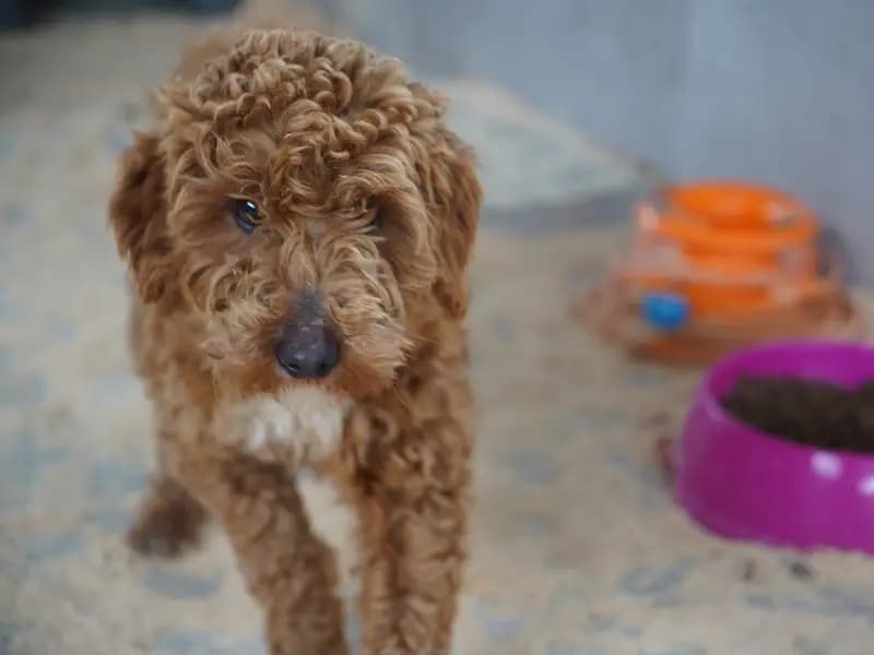 Yasa Dışı Köpek Üretimi Yapan Çiftlik Sahibine 2 Milyon Ceza