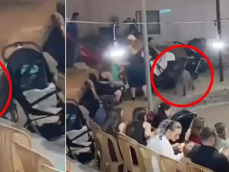 Düğün Töreninde Yaban Domuzu Saldırısı, Davetliler Panik İçinde Kaçıştı!