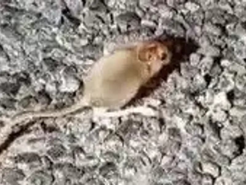 Tunceli’de Arap Tavşanı Görüntülendi: Doğanın Gizli Hazineleri