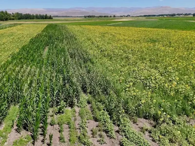 Fide Desteğiyle Kurulan Bahçe, Şimdi Göz Dolduruyor: Sebze, Meyve ve Tahıl Bir Arada