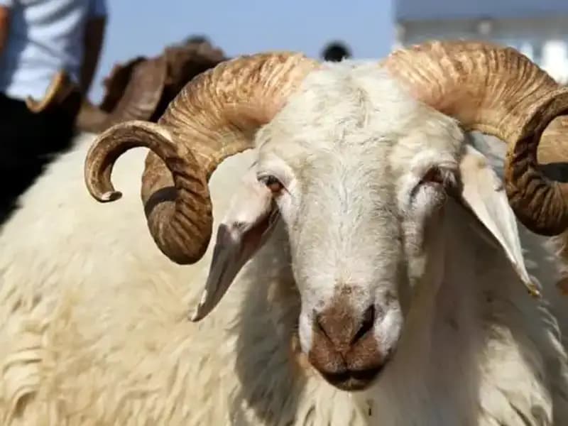 2025 Kurban Bayramı Tatili Ne Zaman Başlayacak ve Kaç Gün Sürecek?