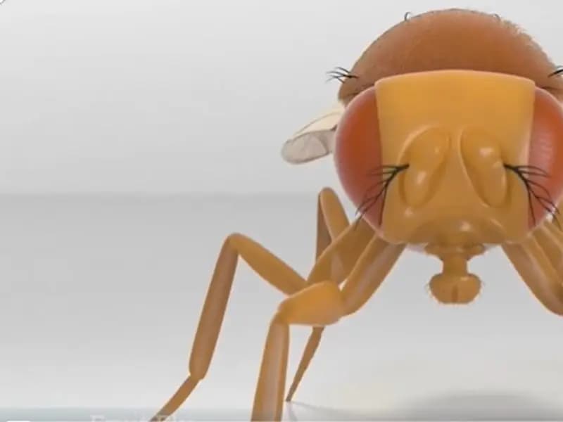 Bilim İnsanları Meyve Sineği Beynini Dijital Ortama Aktardı