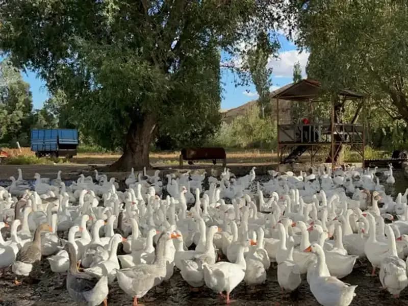 2.500 TL’den 6.000 TL’ye: Sofralık Lezzetteki Tarihi Artış!