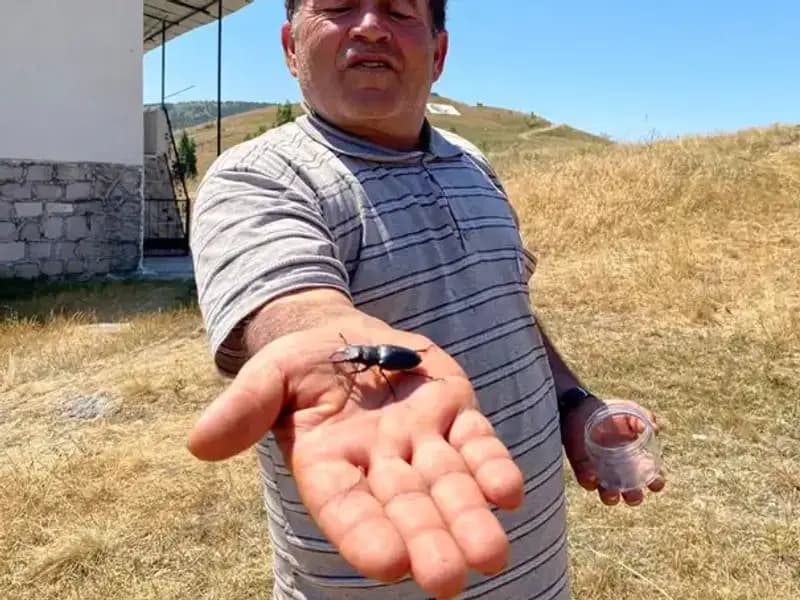 Sivas’ta Görülen Bu Böceği Öldürmek İsteyene 557 Bin TL Ceza!