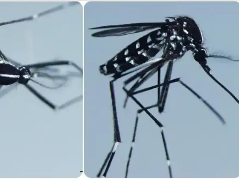 Chikungunya Virüsü Hakkında Her Şey: Belirtiler ve Etkili Ülkeler